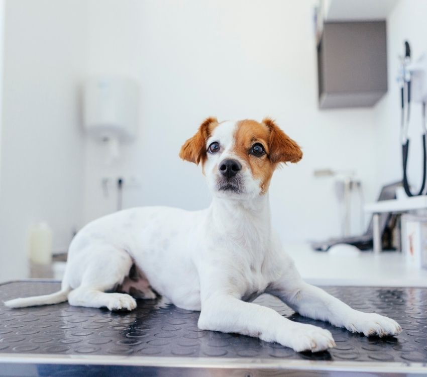 Animal care clinic homer glen Idea